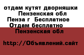 отдам кутят дворняшки.  - Пензенская обл., Пенза г. Бесплатное » Отдам бесплатно   . Пензенская обл.